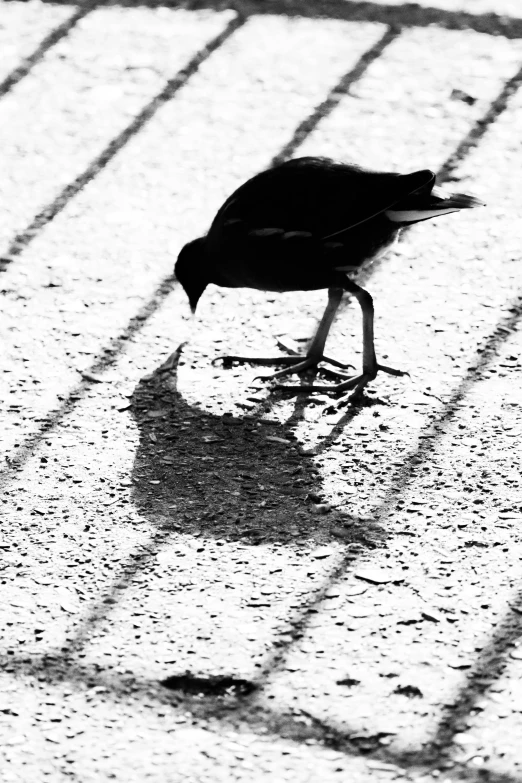 the bird is standing behind a metal bars