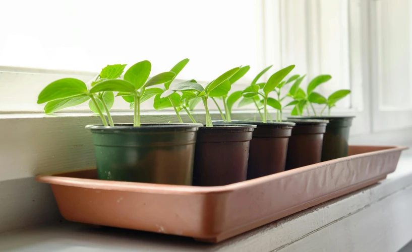 three small pots of plants are on a windowsill