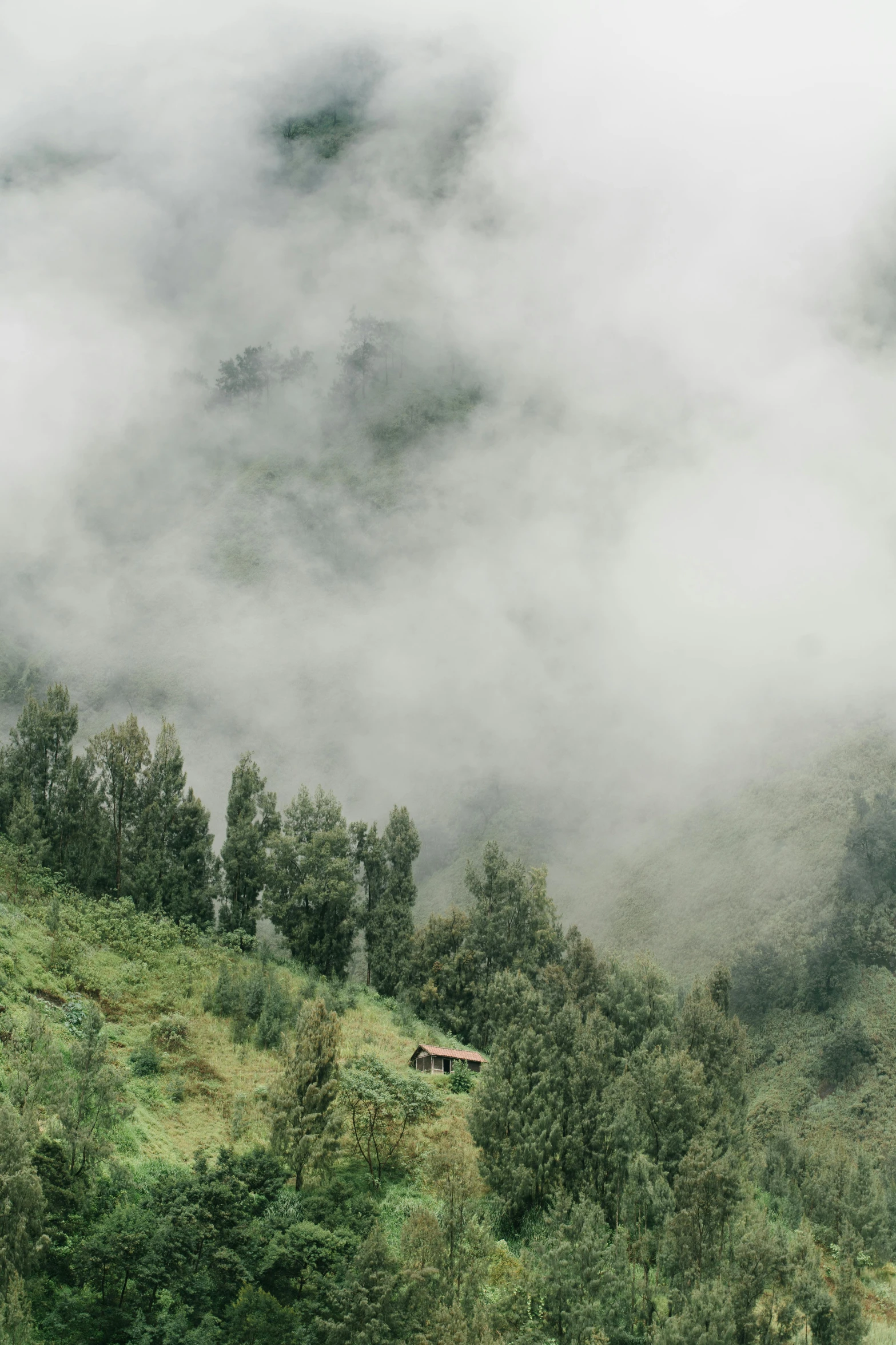 a hillside covered in thick green bushes and trees