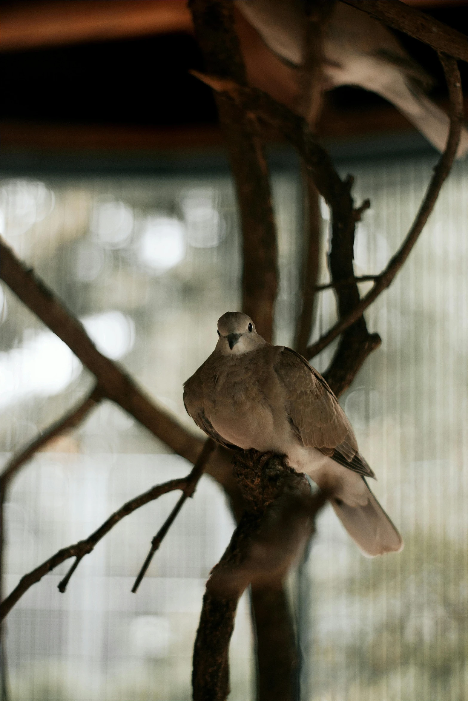 a bird perched on top of a tree nch