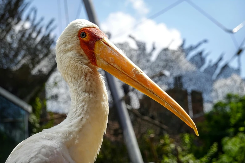 a large white bird with a long orange beak