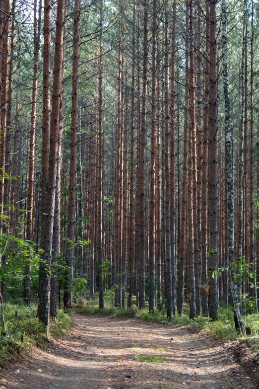 a wooded area with lots of tall trees