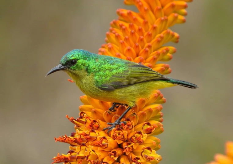 a colorful green bird perched on top of yellow flowers