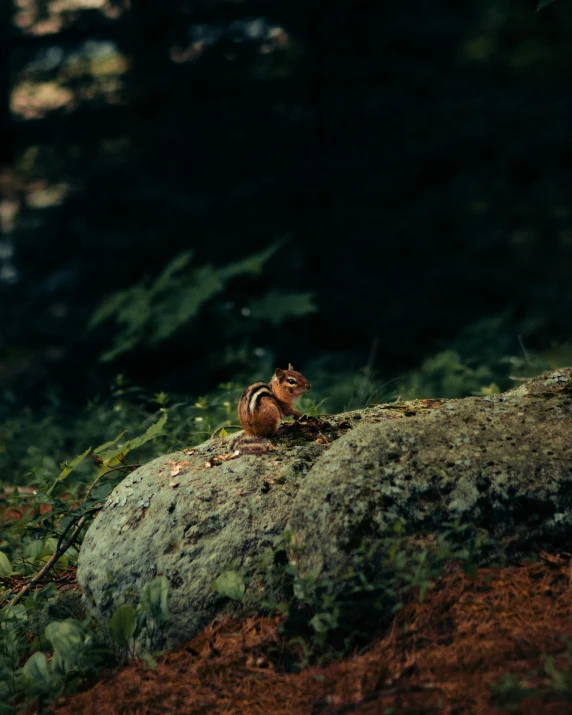 the squirrel is sitting on the rock and posing