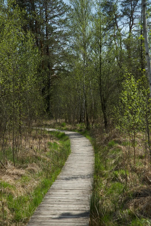 a pathway runs through the woods leading to a forest of trees