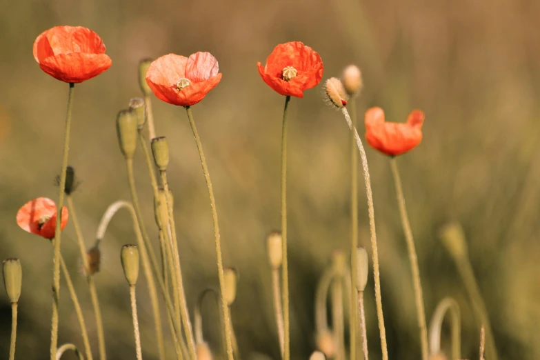 red poppies with buds blooming in a field