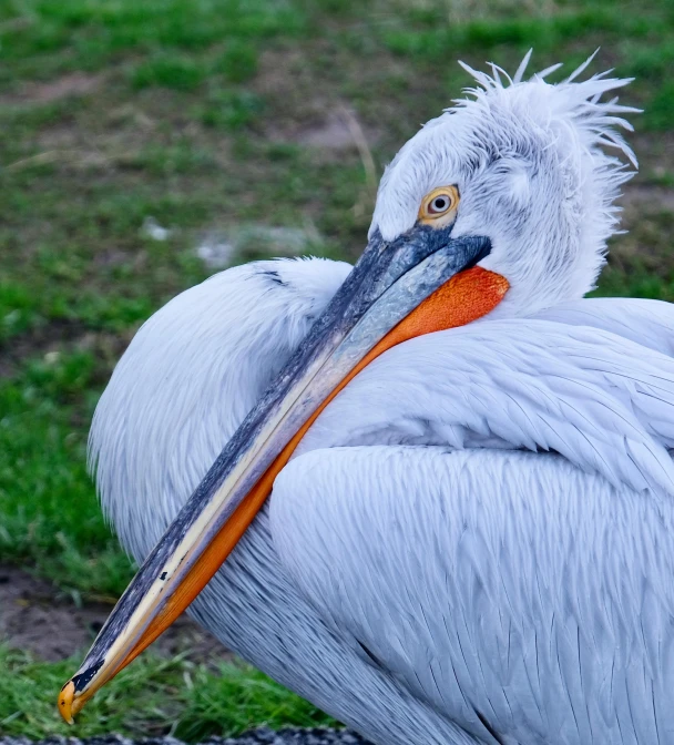 a white pelican with orange bill standing in grass