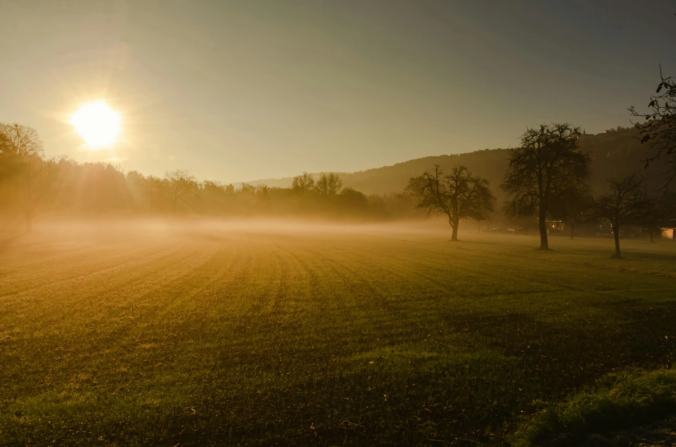 trees and grass with sun shining through fog