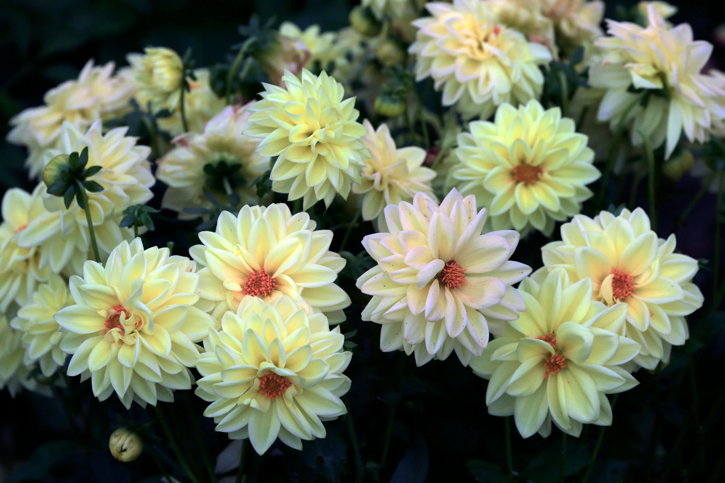 yellow flowers are growing out of the ground