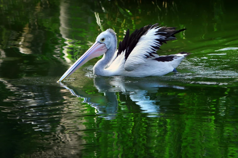 a white and black bird floats in the water