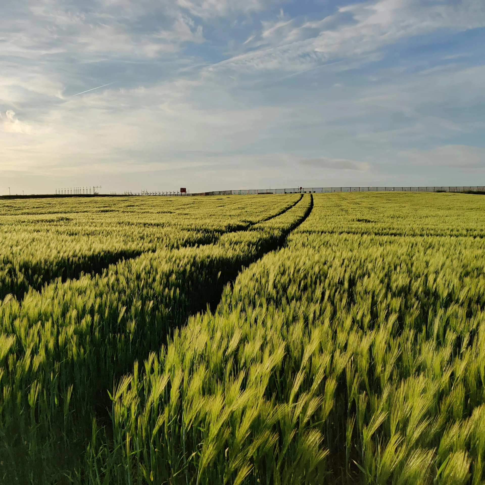 the tracks in the field meander to one side