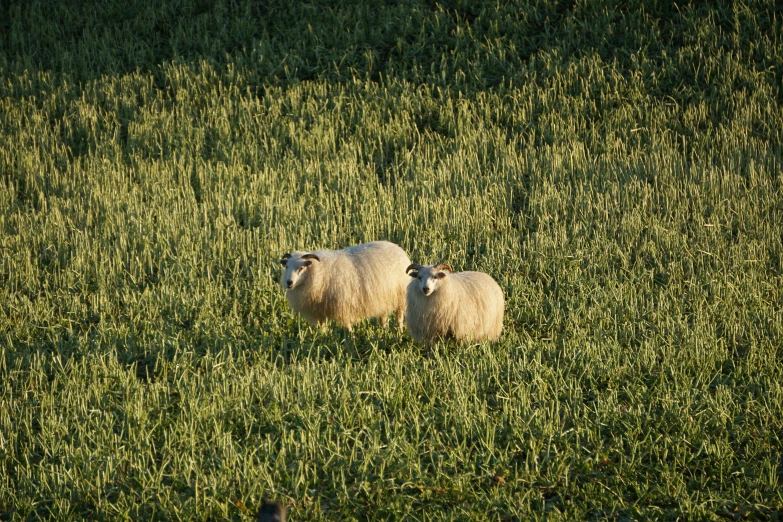 a couple of white sheep walking along a green field