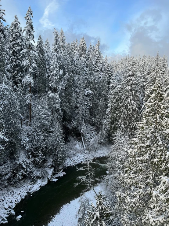 a snowy forest filled with lots of trees