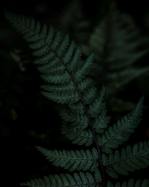 a fern is standing tall in the dark