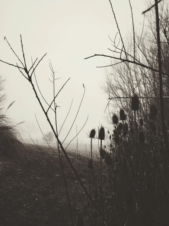 the view from behind the nches of trees and other plants