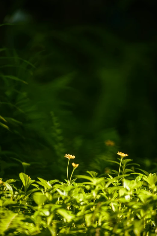 some yellow flowers some grass and green bushes