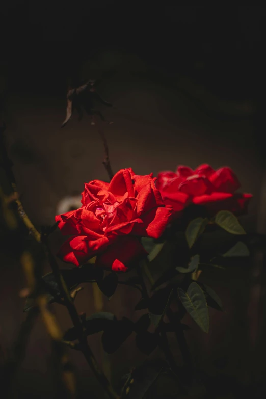 a very red rose on top of a bush