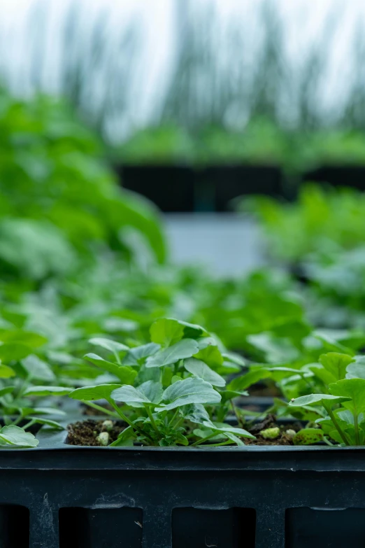 a view of some plants inside some containers