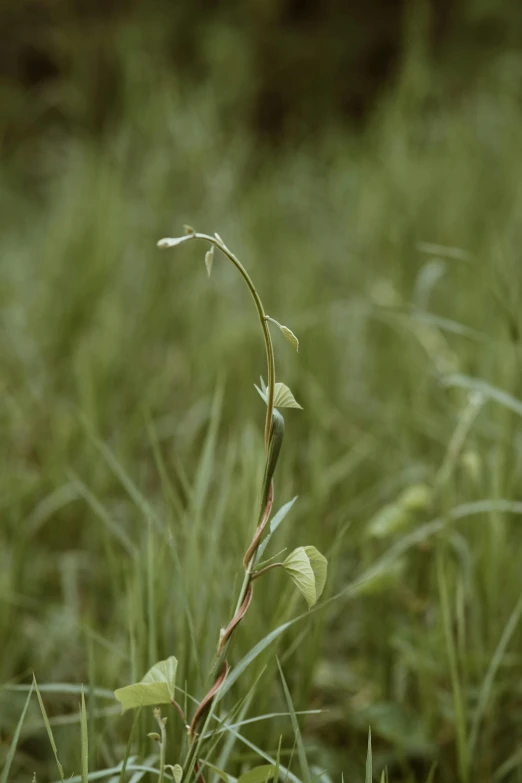 the small flower is growing in the grass