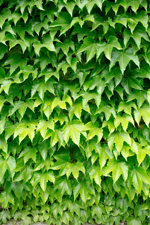 some very pretty green plants with long green leaves