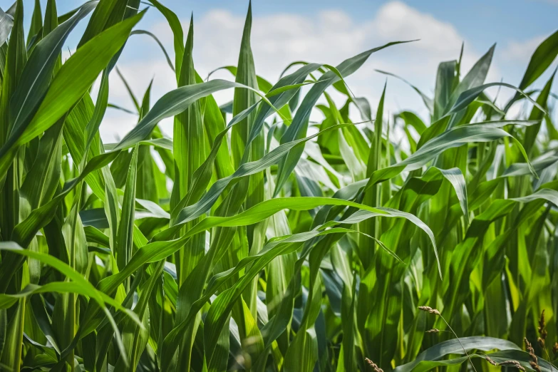 an image of a field with tall grass