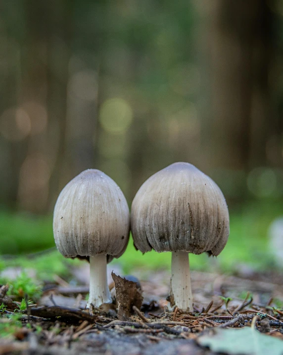 a couple of mushrooms that are in the woods