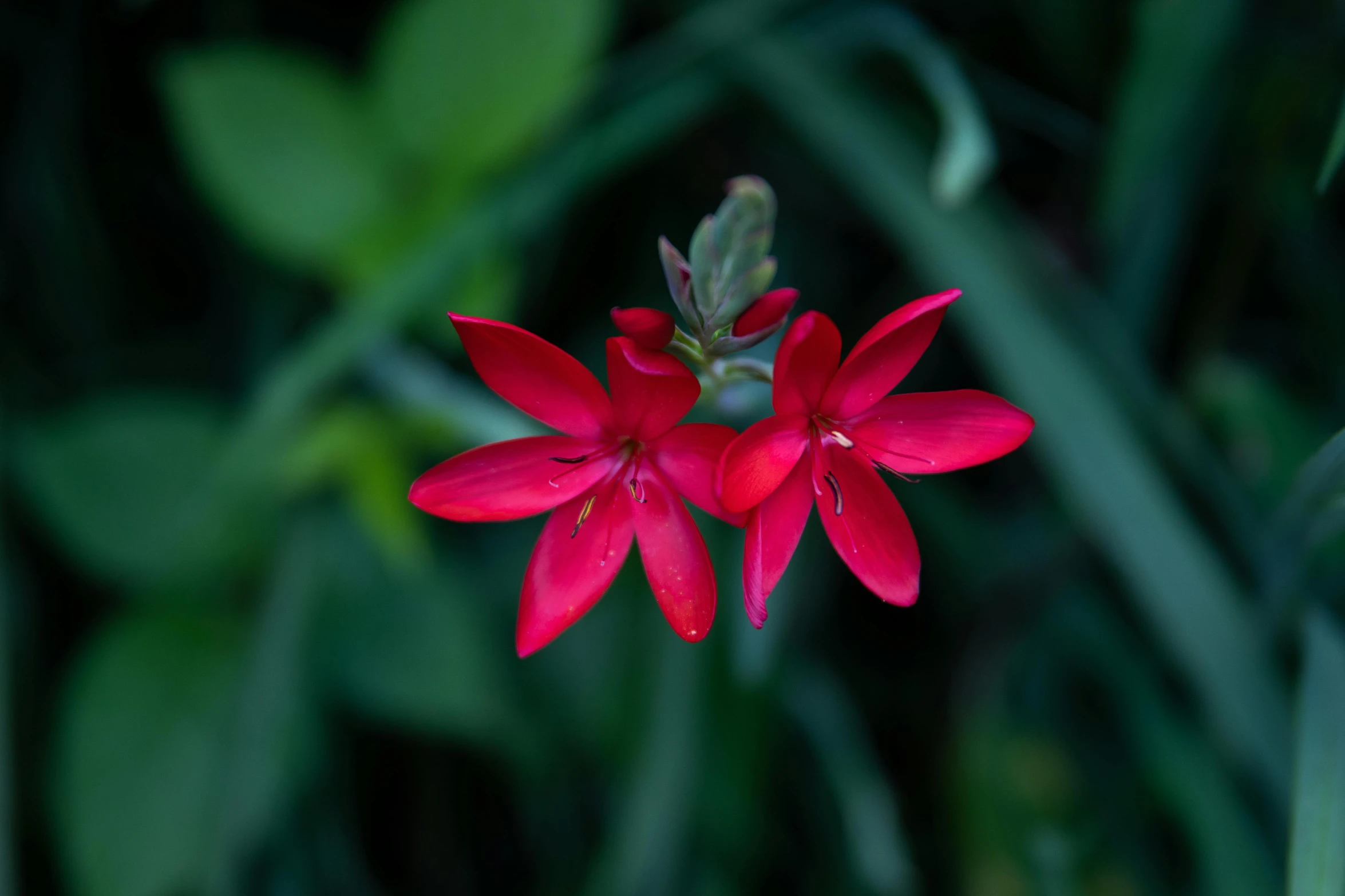 small red flowers growing out of the ground