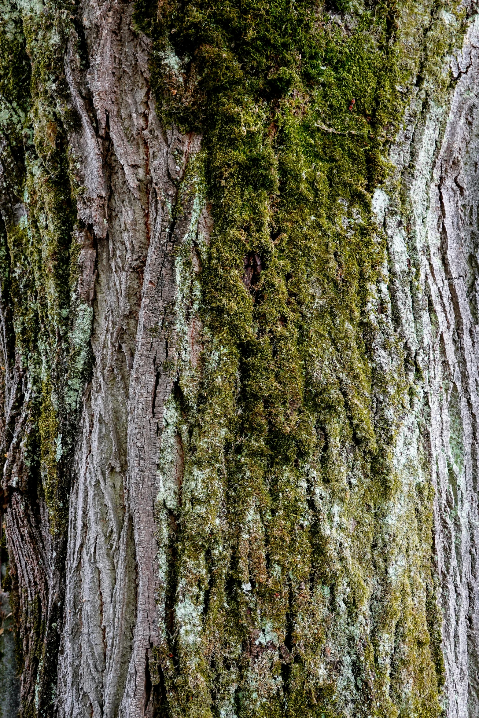 there is a large tree covered in green moss