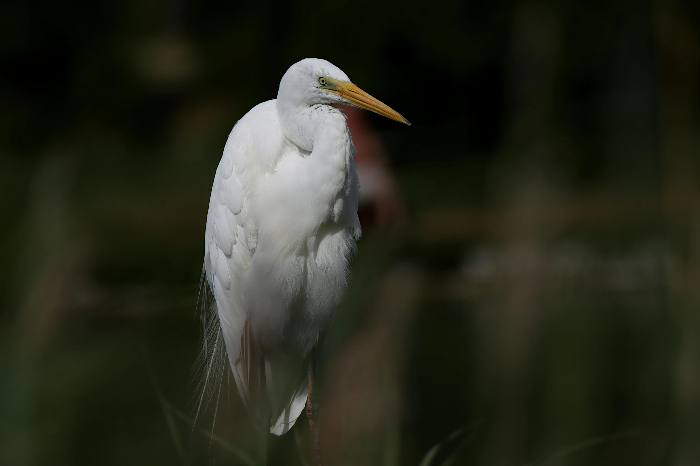 an image of a close up of a white bird