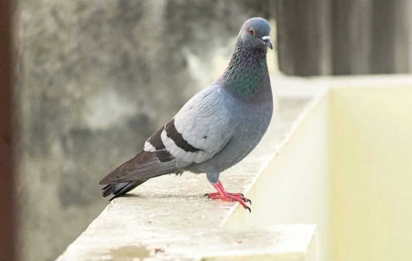 a bird standing on a ledge, looking at soing