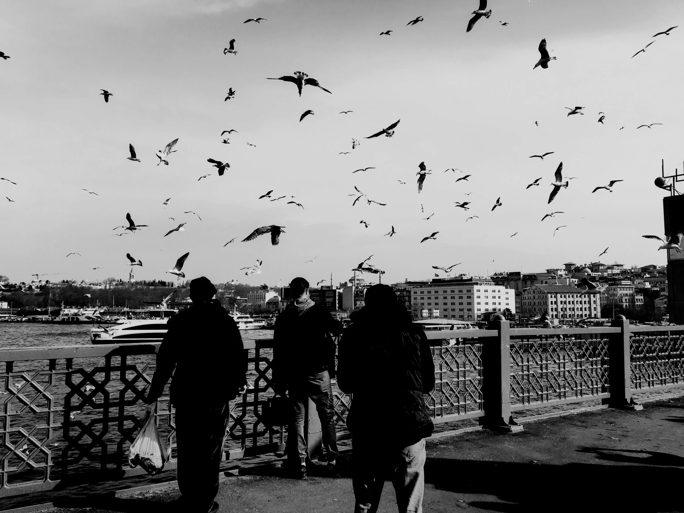 the birds are flying in a large group