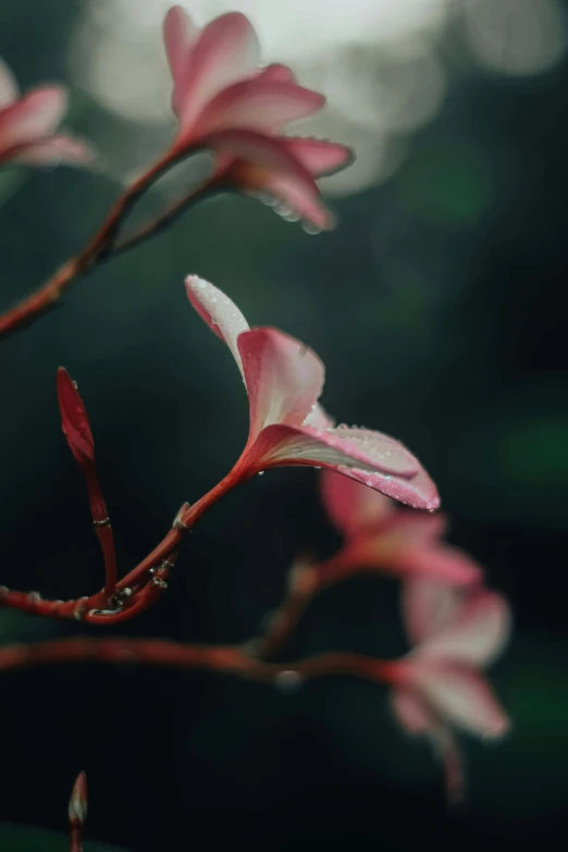 flowers with drops of water hanging off them