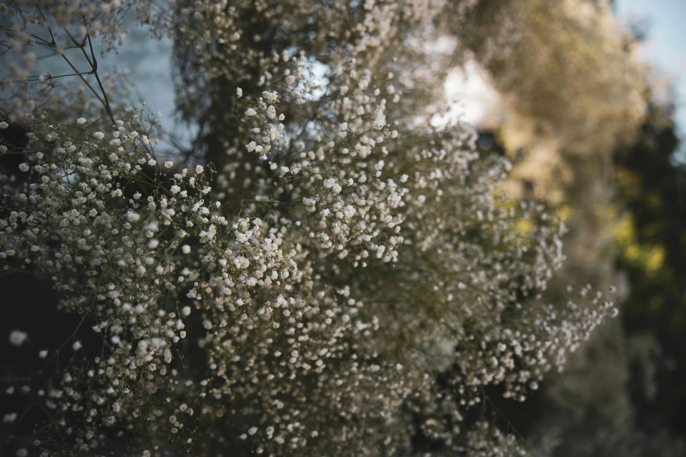 a group of trees with white flowers