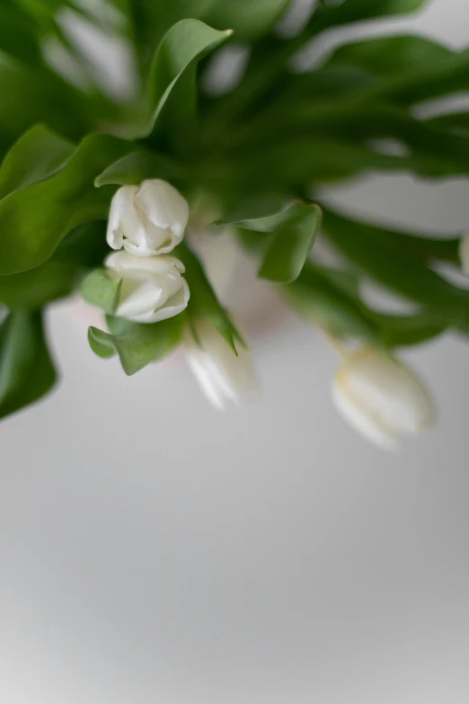 a green nch filled with white flowers against a gray background