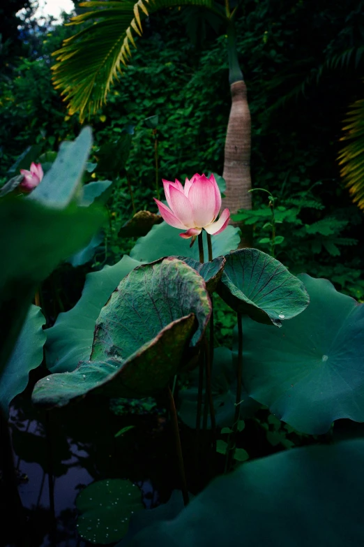 there is a water lily in the center of a pond