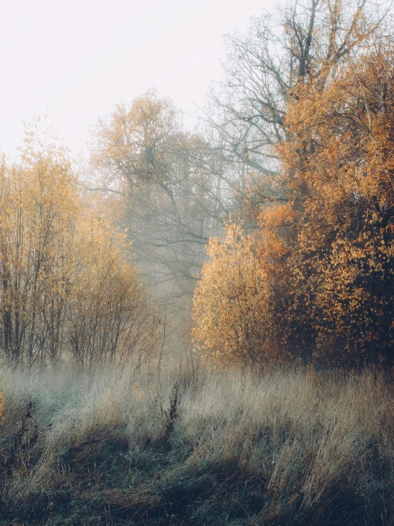 trees in the background with some brown and yellow leaves