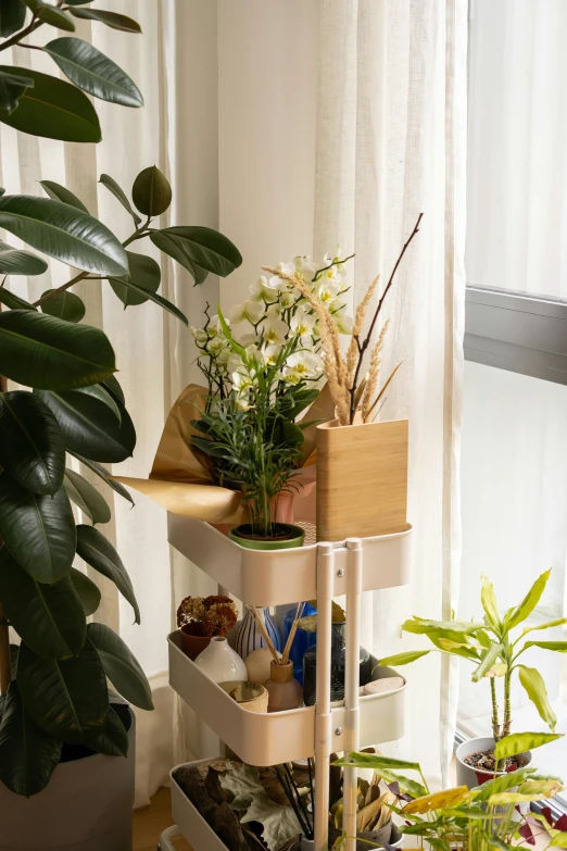 a collection of plants are arranged on this shelf