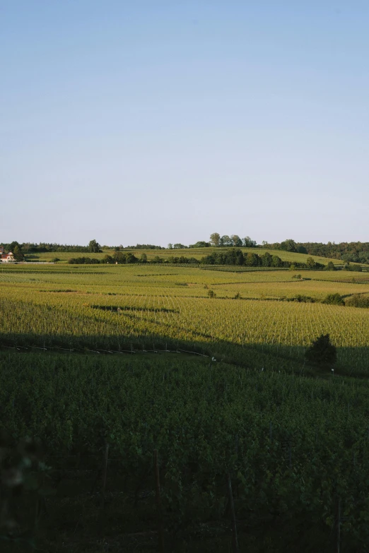 there is an open field with grass and trees