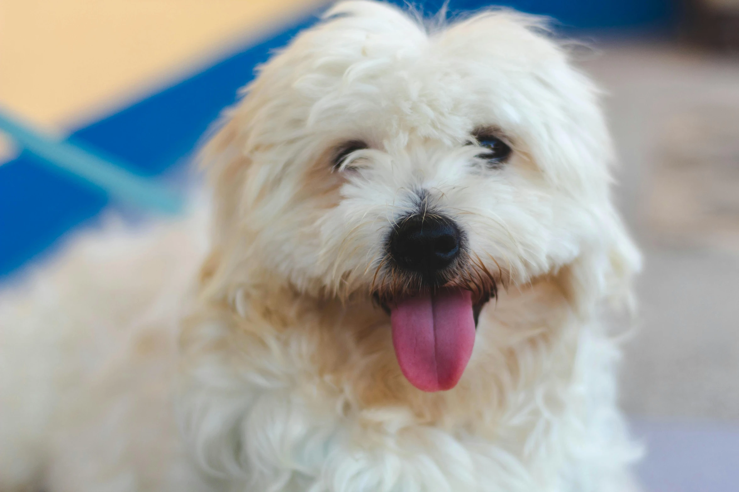 a gy white dog with his tongue out