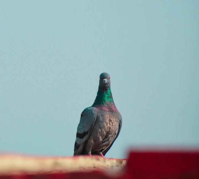 a pigeon is sitting on the ledge of a building