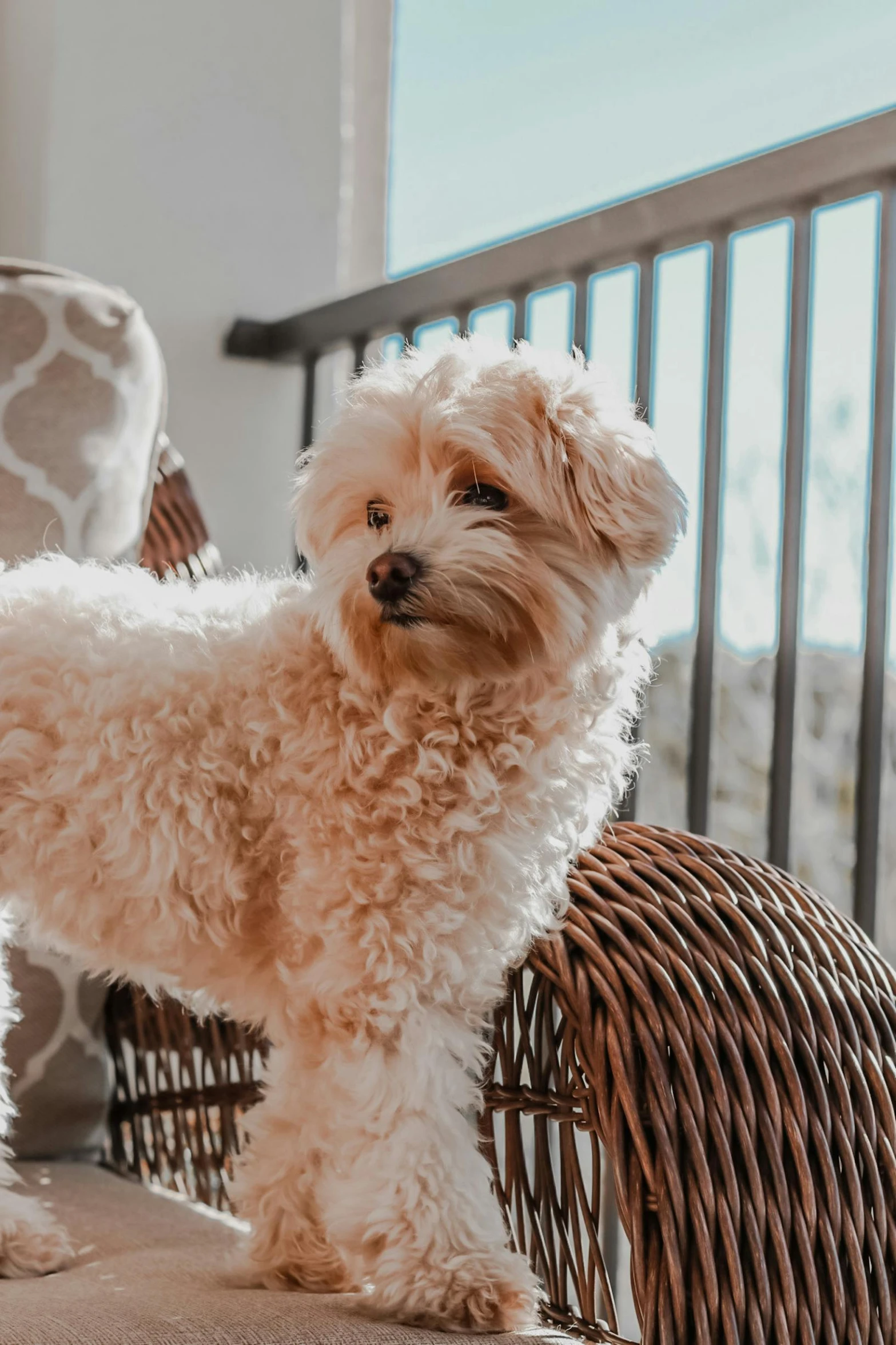 small white dog standing next to a wicker chair on the porch