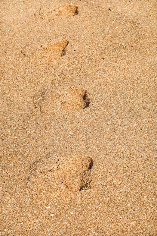 a foot and trail prints in the sand on the beach