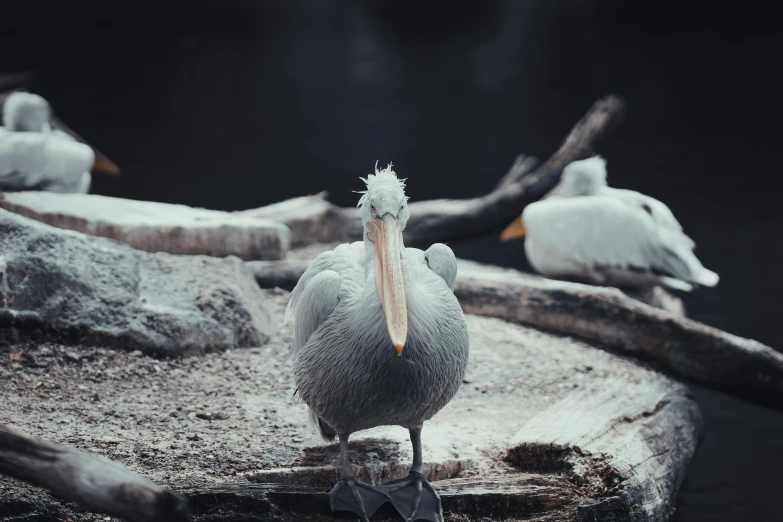 a close up of a pelican standing on the sand