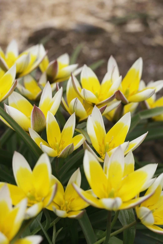 yellow and white flowers that are growing in the dirt