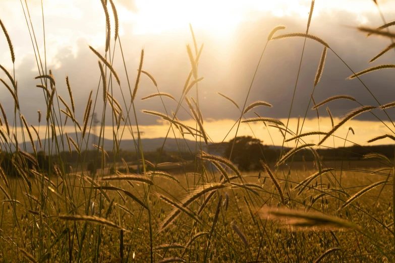 there is tall grass with the sun setting in the background