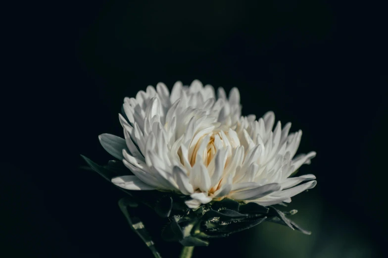 a flower in focus on a black background