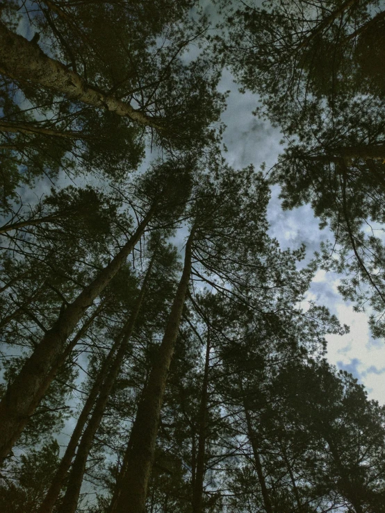 the sky seen through the tall trees in the woods