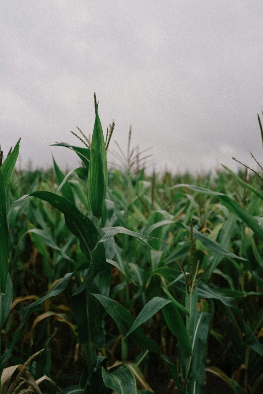 an empty cornfield filled with plants under a gray sky