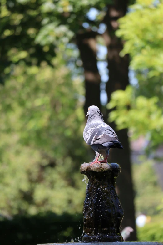 a close up of a small bird standing on a fountain