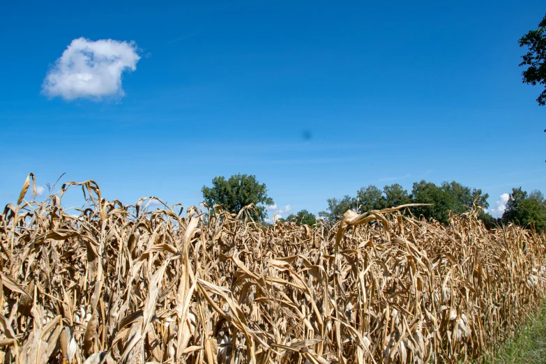 the image shows a field of corn and trees